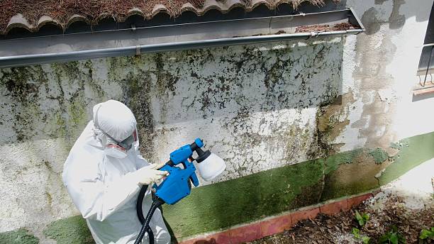 Trusted Attic Mold Removal service in Auburn, MI - Cheap Mold Removal